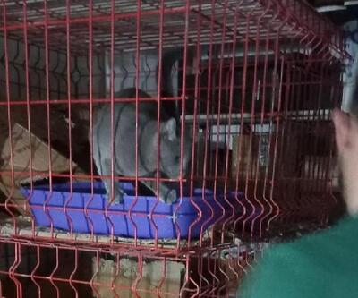 Pet shop'ta kaçak evcil hayvan satışına 22 bin lira ceza