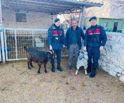 Aksaray’dan çalınan keçiler, Ankara’da bulundu