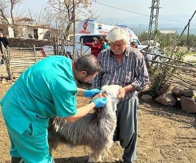 Konya Büyükşehir, Hatay'daki üreticilerin hayvanlarına muayene ediyor
