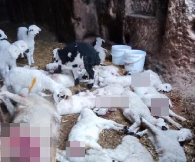 Aksaray’da ağıla giren kurt, 45 küçükbaş hayvanı telef etti