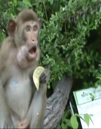 Cips yiyen maymun kırdı geçirdi!