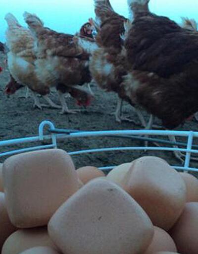 Köşeli yumurtlayan tavuk tespit edilemiyor