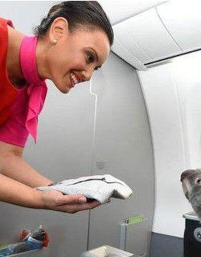Koalalar ''first class'' uçtu