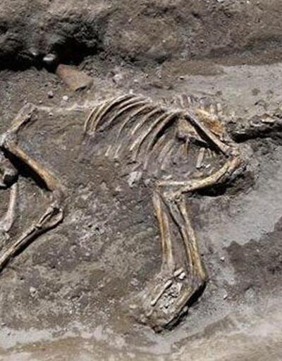 Van'da 3 bin yıllık köpek iskeleti bulundu