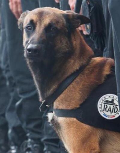 Paris'te öldürülen polis köpeği Diesel için sosyal medyada yas