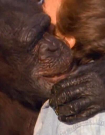 20 yıl sonra bakıcılarını gören şempanzelerin mutluluğu