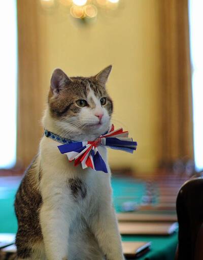 İngiltere'de başbakanlık konutunun kedisi görevde kalacak