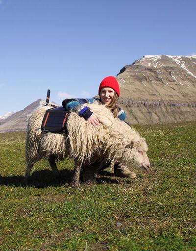 Google Faroe Adaları'nda koyunlarla iş birliği yapıyor