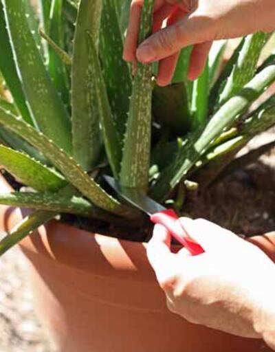 Daha sağlıklı ve doğal bir yaşam için Aloe veranın 9 mucizevi faydası