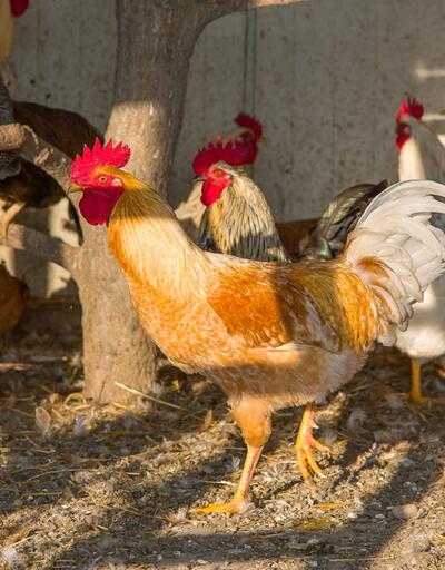 Ünlü tavuk üreticisinden İpek Hanım'ın çiftliğine tazminat davası