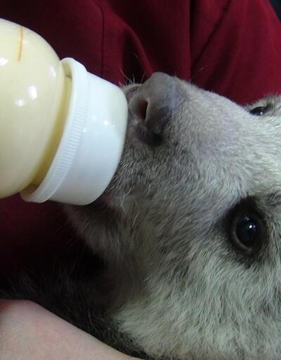 Yavru ayı biberonla besleniyor