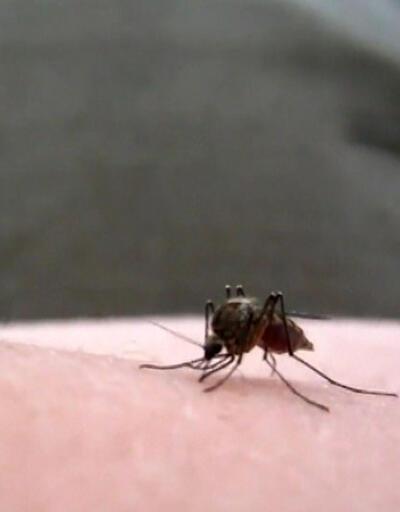 Sivrisineğin ısırma anı kamerada