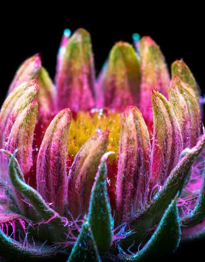 Ultraviyole ışınları yansıtan çiçek fotoğrafları iç açıyor