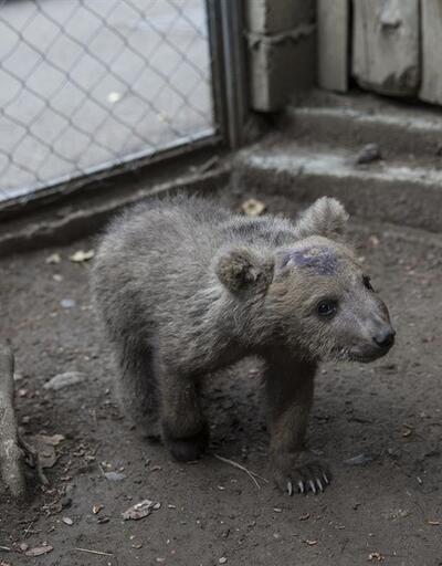 Tiflis Hayvanat Bahçesi'nin yeni üyesi yavru ayı 'Kuno'