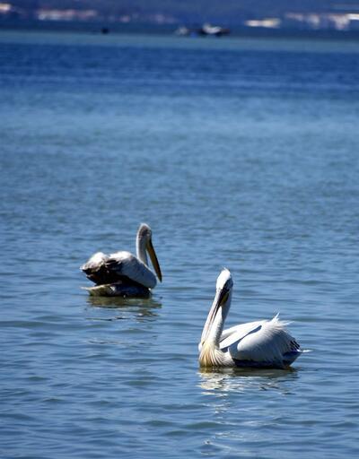 Pelikanlar İzmir Körfezine yerleşti