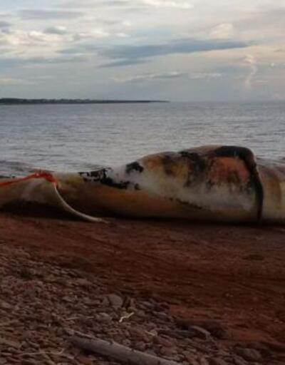 Kanada'da balina alarmı: Ölümler 'felaket' boyutuna ulaştı