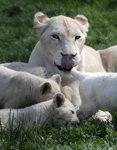 Doğadan iyi haber: 5 beyaz aslan daha doğdu
