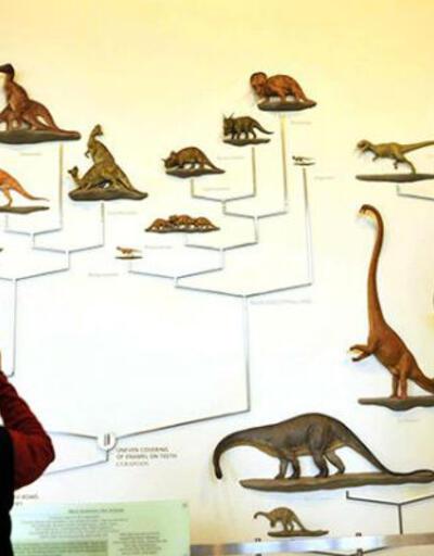 Dinozor soy ağacının "geçiş türü" bulundu