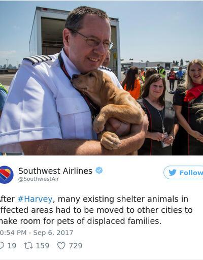 Bu da Nuh'un uçağı: Barınak hayvanları Teksas kasırgasından böyle kurtarıldı