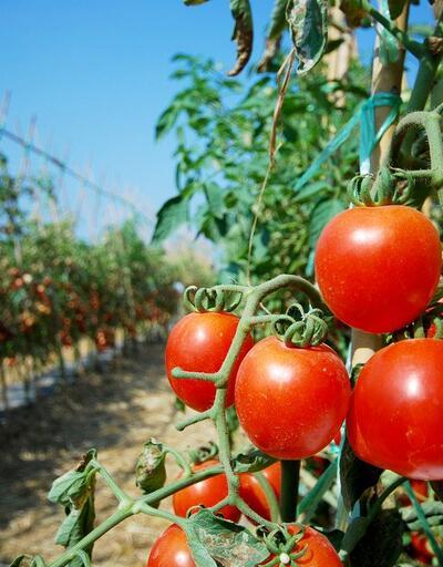Kasım’da en yüksek zam domatese yapıldı