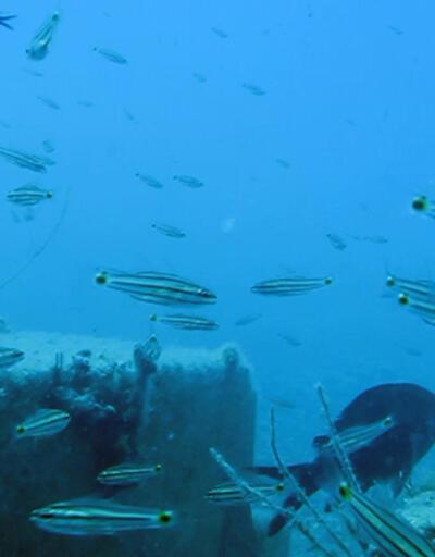 Sadece Balon balığı değil, Kızıldeniz'den gelen 61 tür Akdeniz'i işgal etti