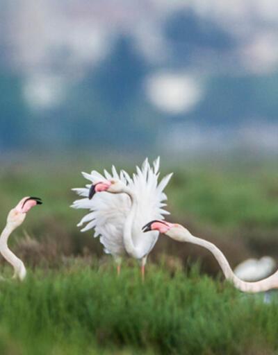 Flamingoların dansına yolculuk