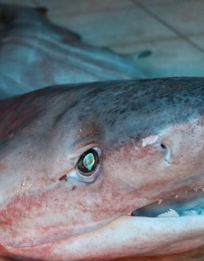 Akdeniz'de 3 metrelik köpek balığı yakalandı