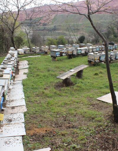 Yağan çamurlu yağmur nedeniyle milyonlarca arı öldü