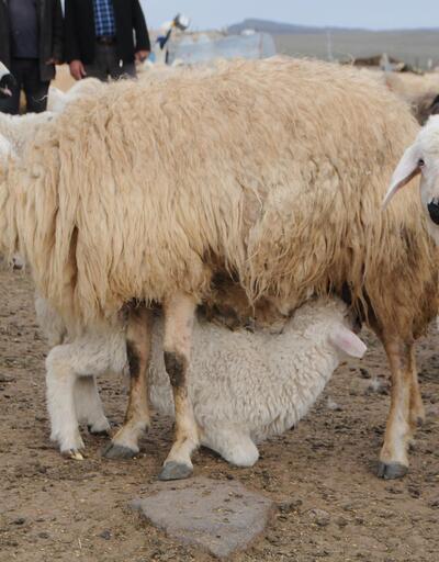 Tunceli'de 6 bin lira maaşla çalışacak çoban bulunamıyor 
