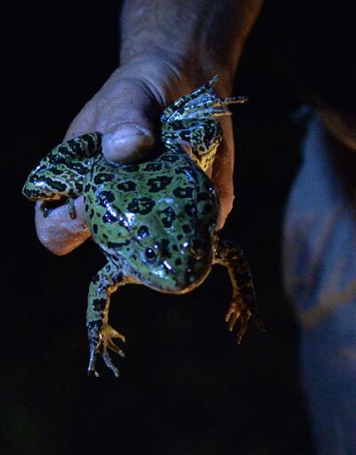 Kayseri'de yakalanan kurbağalar Avrupa'ya ihraç ediliyor