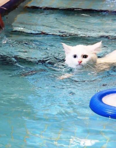 Van kedileri için özel yüzme havuzu