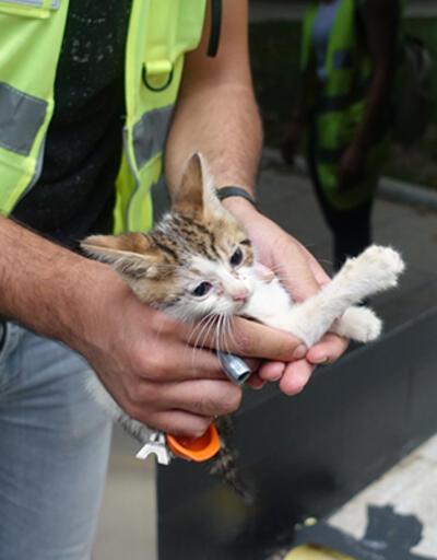 Mahsur kalan yavru kedi metronun duvarı kırılıp çıkarıldı