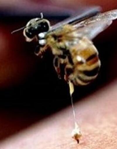 Arıların saldırısına uğrayan kadın öldü