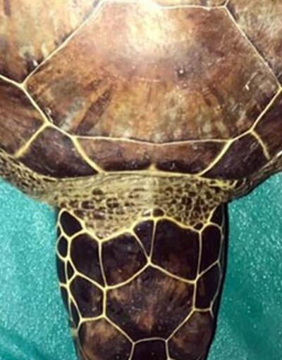 Tedavi altındaki yeşil deniz kaplumbağası öldü