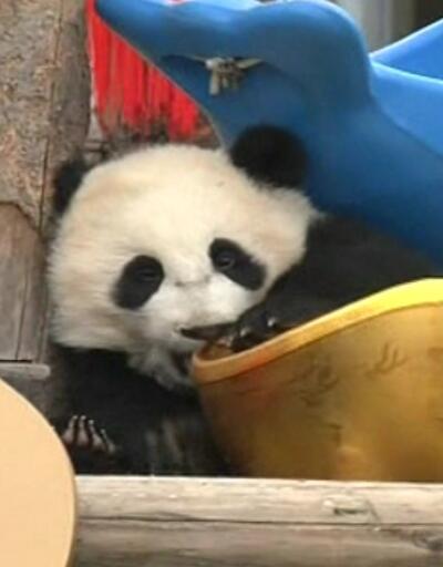 Pandalara yeni yıl sürprizi