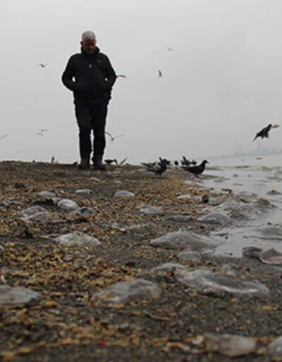 İzmit Körfezi'nde sahili yüzlerce denizanası kapladı