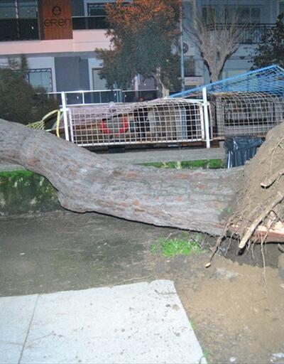 20 metrelik çam ağacı otomobilin üzerine devrildi