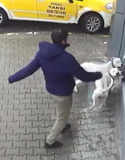 Sakarya'da iki pitbull'un saldırdığı sokak köpeği ağır yaralı