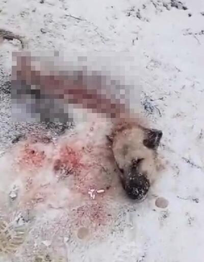 Sivas'ta köye inen kurtlar, parçaladıkları Kangal köpeğini yedi