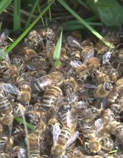 Zehirli ilaçlar arıları telef etti