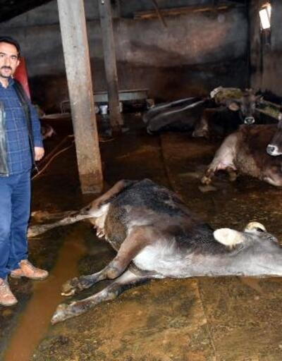 Sivas'ta, şüpheli hayvan ölümleri tedirgin etti