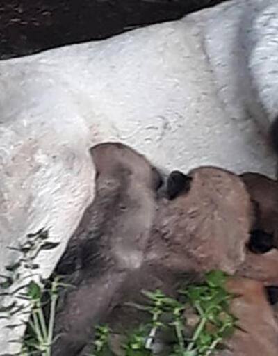 Erdek'te zehirli et verilen köpek ile 3 yavrusu ve 3 kedi öldü