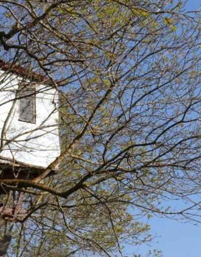 Bahçesine 9 metre yüksekte ağaç ev yaptı