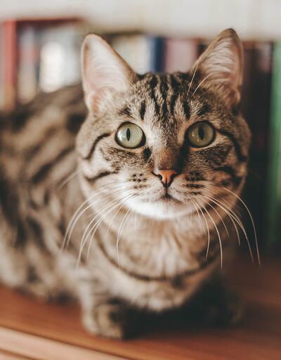 Kedi Katliami Haberleri Son Dakika Yeni Kedi Katliami Gelismeleri