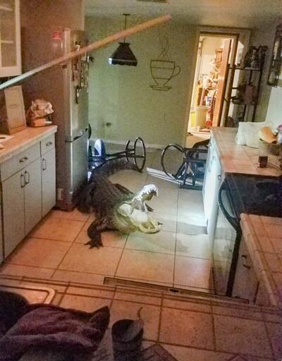 Mutfağa gittiğinde timsahla karşılaştı