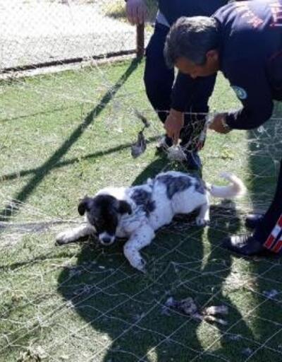 Kale ağına takılan sokak köpeğini itfaiye ekipleri kurtardı