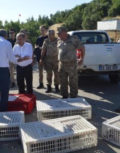 Şırnak'ta kınalı keklikler doğaya salındı