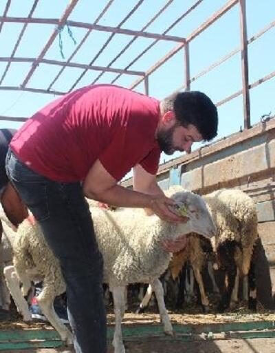 Pehlivanköy’de 3 genç çiftçiye 102  adet  küçükbaş hayvan dağıtıldı