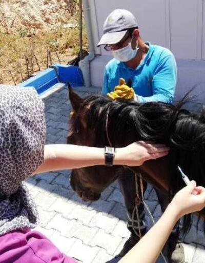 Mardin'de yaralı at, tedavi için İzmir'e gönderildi