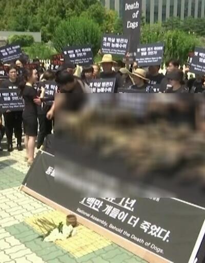 Güney Kore'de hayvan hakları protestosu